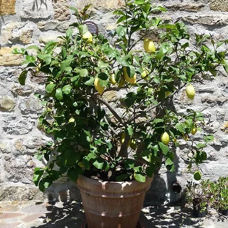 Podere Sant'angelo *