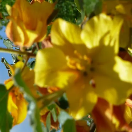 Podere Sant'angelo Roccalbegna