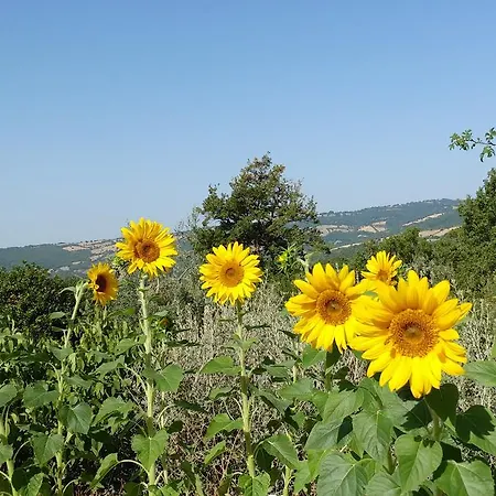 Podere Sant'angelo Апартаменты Роккальбенья