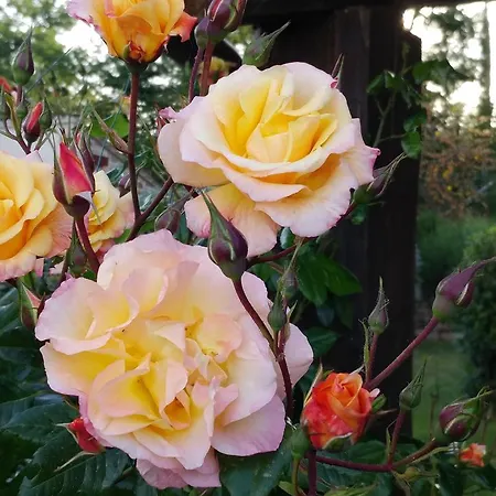 Podere Sant'angelo * Roccalbegna