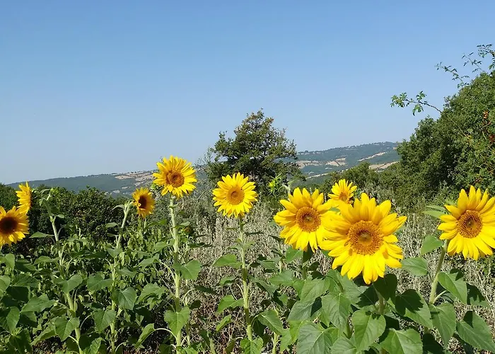 Podere Sant'angelo Apartment Roccalbegna